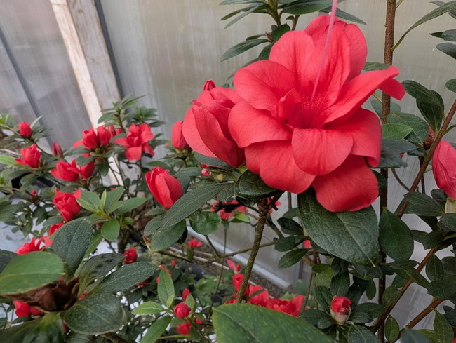 萬金杜鵑花展揭幕 「五寶綠珠」雜交育新品矚目 | 華視新聞