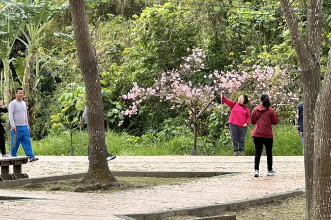 台南水道博物館15分鐘賞4種花海 228旅遊熱更勝春節 | 華視新聞