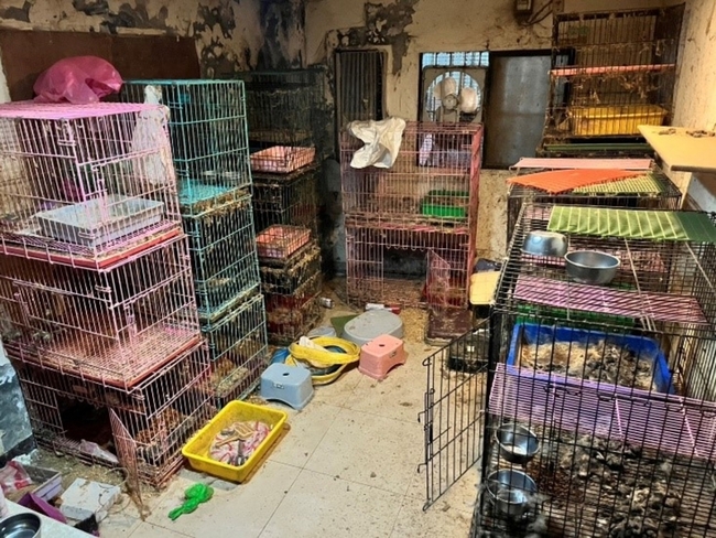 新北7貓慘死  動保處認定飼主住處淪非法繁殖場 | 華視新聞