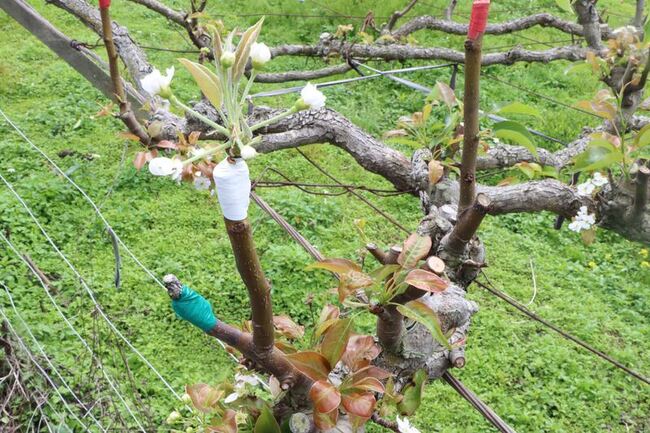 苗栗高接梨穗受寒害重創 縣府啟動現金救助作業 | 華視新聞