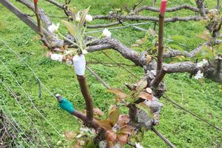 苗栗高接梨穗受寒害重創 縣府啟動現金救助作業