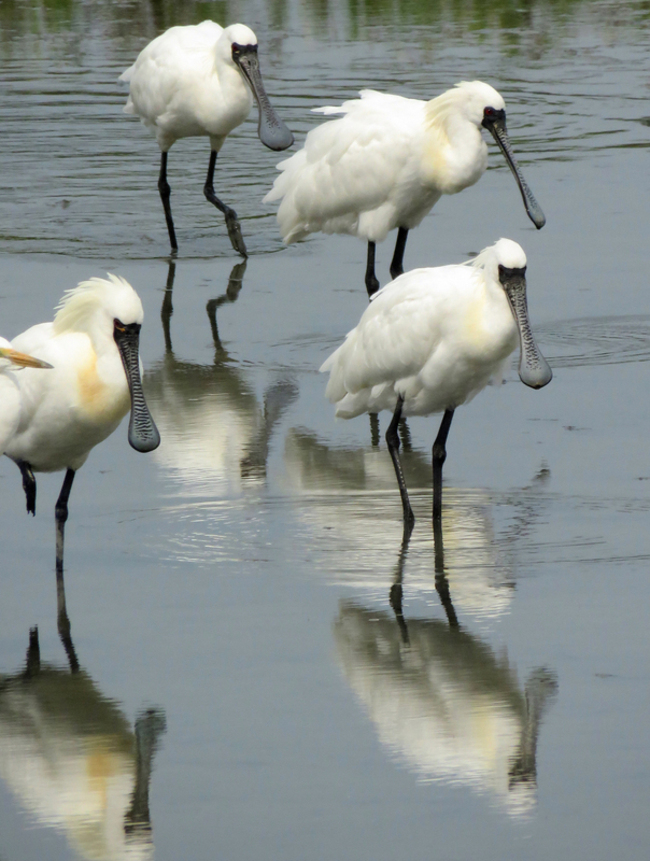 台南黑琵披上金黃色繁殖羽  北返季節到 | 華視新聞