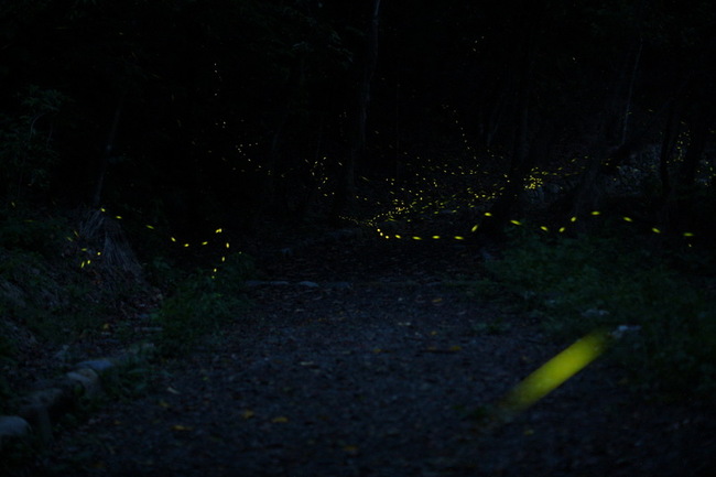奧萬大拜訪夜精靈賞螢4月登場 親子共學生物多樣性 | 華視新聞