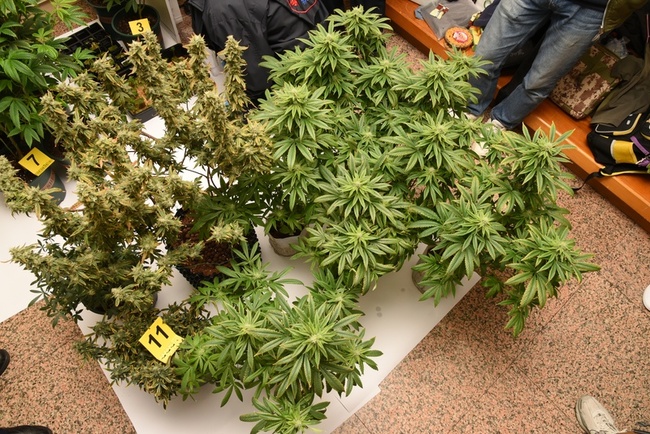 新北男住家自學種大麻將收成 難逃北市警法網 | 華視新聞