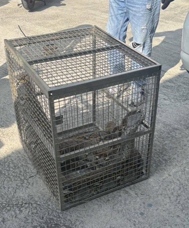 高雄女騎士壓到3米長巨蟒  4男合力抬蛇置籠 | 華視新聞