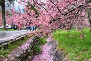 台中高山櫻花挺過暴風雨  落櫻鋪地如夢幻粉紅毯