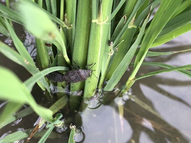 台東縱谷稻黑椿象現蹤  農改場籲防範 | 華視新聞