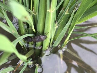 台東縱谷稻黑椿象現蹤  農改場籲防範