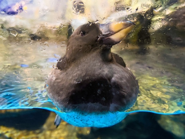 海生館鳳頭海鸚鵡JOJO轉大人 迎首次繁殖季 | 華視新聞