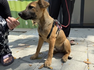 台南仁德區「毛孩森活村」 首隻安置遊蕩犬送養