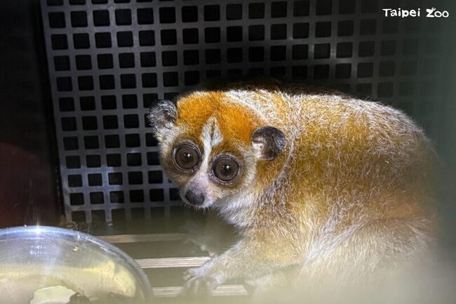 小懶猴從捷克抵台 北市動物園盼為瀕危動物盡責 | 華視新聞