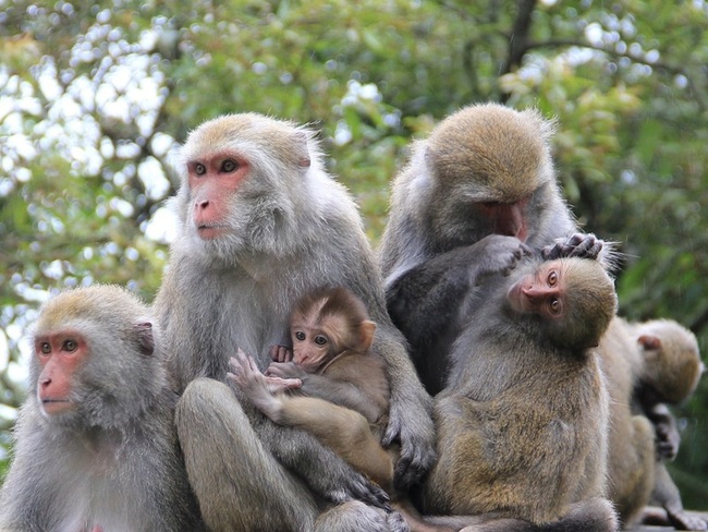 公台灣獼猴須看母猴臉色  母熊鷹體重是公鳥1.5倍 | 華視新聞