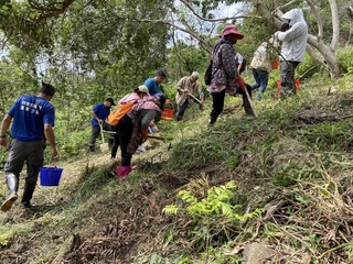 找回阿美族原味 林保署攜手都歷部落復育酒麴植物