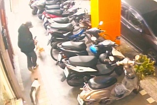 新北店貓海扁路過家犬  動保處開罰飼主3000