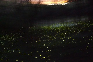 那瑪夏賞螢季登場 陳其邁邀走訪「神仙住的地方」