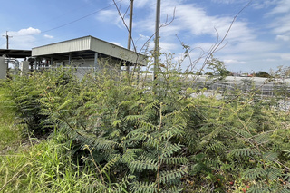 外來種刺軸含羞木易危害水庫  台南加強防除