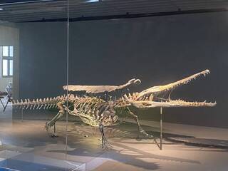 1500萬年前潘氏澎湖鱷  將在澎湖化石館亮相