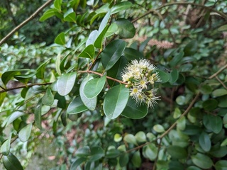 林業署20日台北希望廣場贈苗  1500株供索取