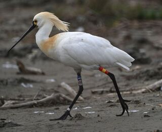 中毒獲救野放  黑面琵鷺「T69」連10年台南現身