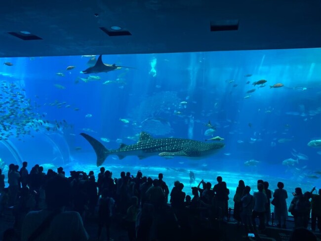 樂園體驗、航程短  台灣近60萬小朋友遊日本 | 華視新聞