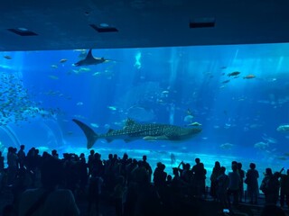 樂園體驗、航程短  台灣近60萬小朋友遊日本