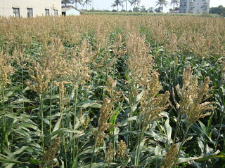 農業部：種電莫僅為收租 農地變更使用將課地價稅