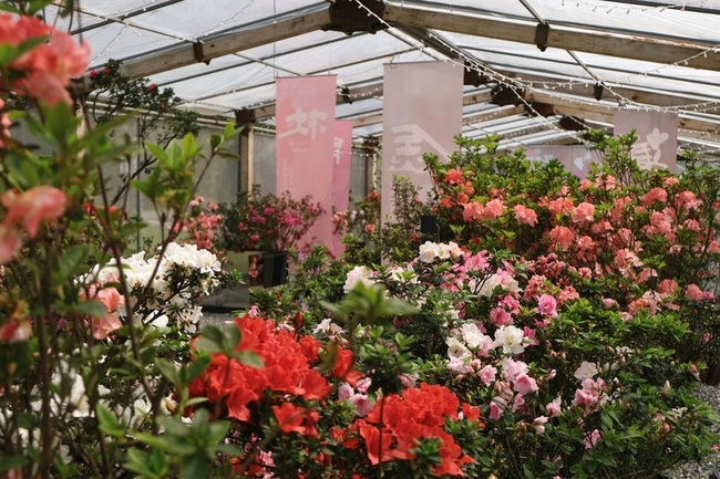 萬金杜鵑花展滿開迎人  新北推5大賞花景點 | 華視新聞