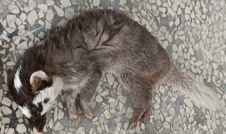 屏東枋山驗出鼬獾狂犬病陽性  加開場次施打疫苗