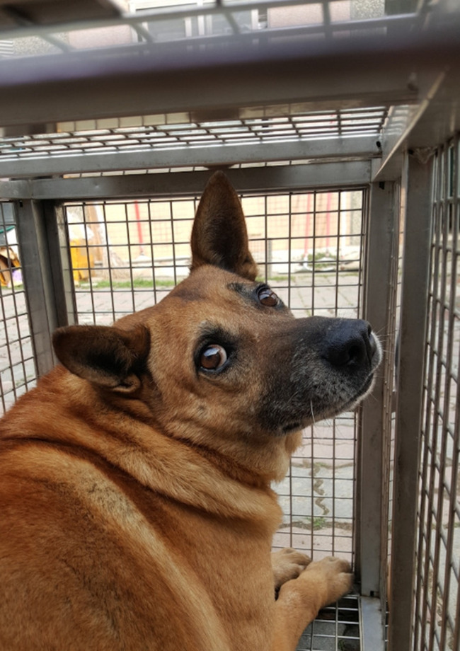 台中高中生網路發起搶救校犬大作戰 前警衛收編 | 華視新聞