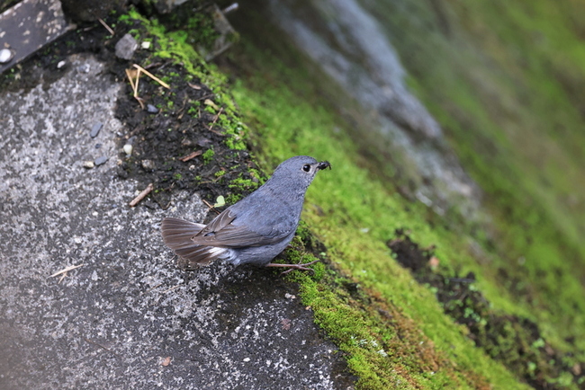 宜蘭保育類鉛色水鶇雛鳥疑遭盜獵 親鳥叼蟲回巢悲鳴 | 華視新聞