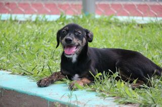 中市將斥資8000萬  打造公立寵物生命紀念園區