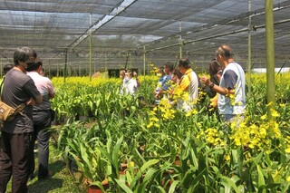 使用健康苗1株獎勵5元 文心蘭投產無病毒率再提升