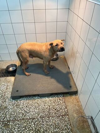 防止比特犬傷人 高市要求飼主強化管理