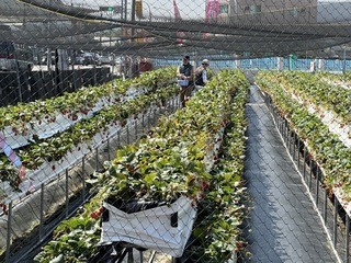 氣溫回暖草莓產量增 果農籲把握最佳食用時機