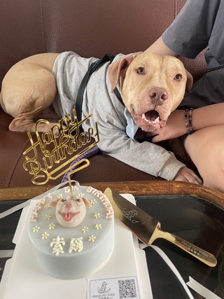 比特犬索爾移居台北 認養人：天性不壞只需教育