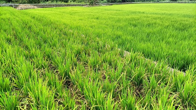 張麗善籲放寬農保清查 農業部:福利用於實耕者 | 華視新聞