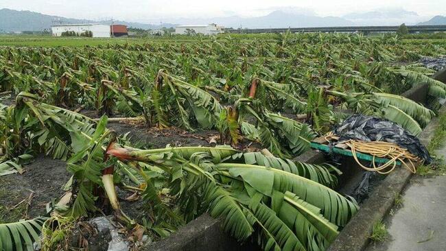113年多颱侵襲香蕉植株保險皆理賠 114年投保起跑 | 華視新聞