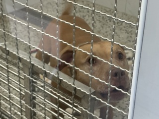 跳車咬人比特犬獨關  飼主4/7未繳罰鍰將強制執行