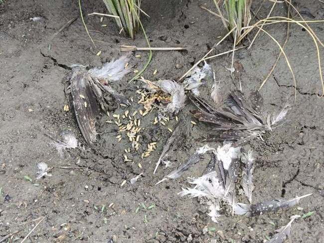 生態監測毒鳥後農田 萬安國小台東縣科展獲獎 | 華視新聞