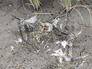 生態監測毒鳥後農田 萬安國小台東縣科展獲獎