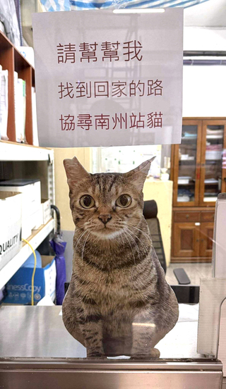 屏東南州火車站站貓小咪失蹤 站務員心急求協尋