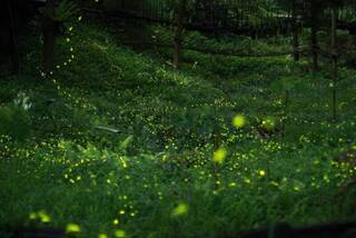 結合環教及低碳旅遊 3/29東勢林場點亮螢火蟲季