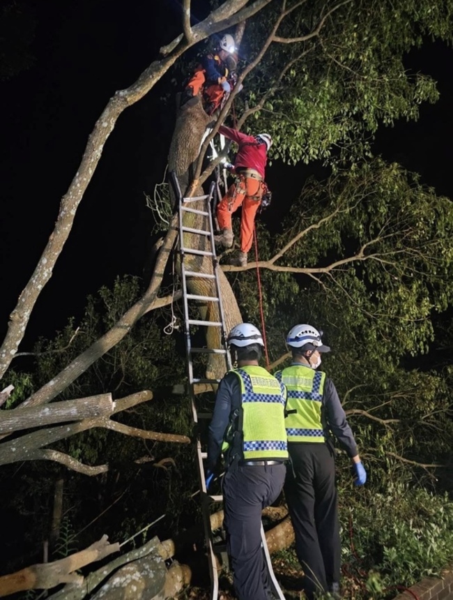 苗栗翁外出鋸木失聯  竟卡在樹上身亡將相驗死因 | 華視新聞