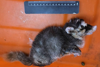 屏東枋山又現鼬獾狂犬病 縣府31日加開犬貓疫苗注射