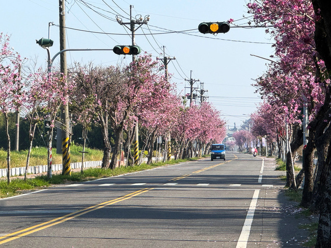 雲林土庫櫻花大道盛開 週末親子農村歡樂遊 | 華視新聞