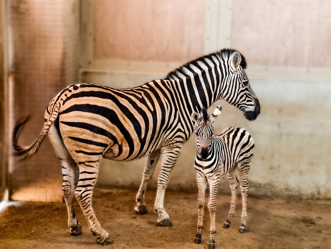 竹縣六福莊喜迎斑馬寶寶  粉專26日起辦命名票選 | 華視新聞