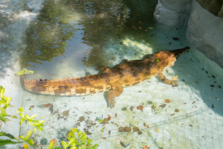 巨型馬來長吻鱷「酷龍」搬家  北市動物園趁勢健檢