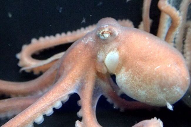 澎湖特有種章魚不見了 縣府公告29日起禁捕 | 華視新聞