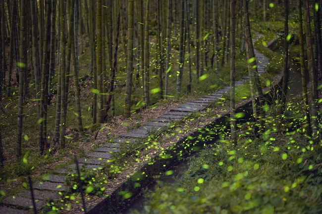 南投螢火蟲季4月登場 探訪日月潭奧萬大等4區火金姑 | 華視新聞