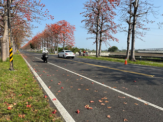 縣道145雲林最美木棉花道盛開 縣府每天撿花防意外